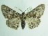  ( - BC ZSM Lep 91328)  @11 [ ] CreativeCommons - Attribution Non-Commercial Share-Alike (2016) SNSB, Staatliche Naturwissenschaftliche Sammlungen Bayerns ZSM (SNSB, Zoologische Staatssammlung Muenchen)