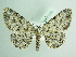 ( - BC ZSM Lep 91329)  @14 [ ] CreativeCommons - Attribution Non-Commercial Share-Alike (2016) SNSB, Staatliche Naturwissenschaftliche Sammlungen Bayerns ZSM (SNSB, Zoologische Staatssammlung Muenchen)