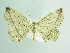  ( - BC ZSM Lep 91330)  @13 [ ] CreativeCommons - Attribution Non-Commercial Share-Alike (2016) SNSB, Staatliche Naturwissenschaftliche Sammlungen Bayerns ZSM (SNSB, Zoologische Staatssammlung Muenchen)
