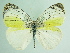  ( - BC ZSM Lep 91347)  @13 [ ] CreativeCommons - Attribution Non-Commercial Share-Alike (2016) SNSB, Staatliche Naturwissenschaftliche Sammlungen Bayerns ZSM (SNSB, Zoologische Staatssammlung Muenchen)