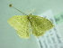  ( - BC ZSM Lep 91366)  @12 [ ] CreativeCommons - Attribution Non-Commercial Share-Alike (2016) SNSB, Staatliche Naturwissenschaftliche Sammlungen Bayerns ZSM (SNSB, Zoologische Staatssammlung Muenchen)
