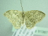  ( - BC ZSM Lep 91387)  @12 [ ] CreativeCommons - Attribution Non-Commercial Share-Alike (2016) SNSB, Staatliche Naturwissenschaftliche Sammlungen Bayerns ZSM (SNSB, Zoologische Staatssammlung Muenchen)