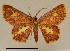  ( - BC ZSM Lep 92349)  @11 [ ] CreativeCommons - Attribution Non-Commercial Share-Alike (2016) SNSB, Staatliche Naturwissenschaftliche Sammlungen Bayerns ZSM (SNSB, Zoologische Staatssammlung Muenchen)