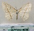  ( - BC ZSM Lep 92360)  @11 [ ] CreativeCommons - Attribution Non-Commercial Share-Alike (2016) SNSB, Staatliche Naturwissenschaftliche Sammlungen Bayerns ZSM (SNSB, Zoologische Staatssammlung Muenchen)
