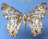  ( - BC ZSM Lep 92364)  @13 [ ] CreativeCommons - Attribution Non-Commercial Share-Alike (2016) SNSB, Staatliche Naturwissenschaftliche Sammlungen Bayerns ZSM (SNSB, Zoologische Staatssammlung Muenchen)