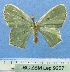  ( - BC ZSM Lep 92371)  @11 [ ] CreativeCommons - Attribution Non-Commercial Share-Alike (2016) SNSB, Staatliche Naturwissenschaftliche Sammlungen Bayerns ZSM (SNSB, Zoologische Staatssammlung Muenchen)