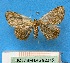 ( - BC ZSM Lep 92375)  @11 [ ] CreativeCommons - Attribution Non-Commercial Share-Alike (2016) SNSB, Staatliche Naturwissenschaftliche Sammlungen Bayerns ZSM (SNSB, Zoologische Staatssammlung Muenchen)