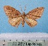  ( - BC ZSM Lep 92384)  @11 [ ] CreativeCommons - Attribution Non-Commercial Share-Alike (2016) SNSB, Staatliche Naturwissenschaftliche Sammlungen Bayerns ZSM (SNSB, Zoologische Staatssammlung Muenchen)