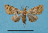  (Gymnoscelis MS01 - BC ZSM Lep 92395)  @11 [ ] CreativeCommons - Attribution Non-Commercial Share-Alike (2016) SNSB, Staatliche Naturwissenschaftliche Sammlungen Bayerns ZSM (SNSB, Zoologische Staatssammlung Muenchen)