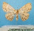 (Mesotrophe - BC ZSM Lep 92398)  @11 [ ] CreativeCommons - Attribution Non-Commercial Share-Alike (2016) SNSB, Staatliche Naturwissenschaftliche Sammlungen Bayerns ZSM (SNSB, Zoologische Staatssammlung Muenchen)