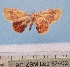  ( - BC ZSM Lep 92402)  @11 [ ] CreativeCommons - Attribution Non-Commercial Share-Alike (2016) SNSB, Staatliche Naturwissenschaftliche Sammlungen Bayerns ZSM (SNSB, Zoologische Staatssammlung Muenchen)