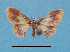  ( - BC ZSM Lep 92404)  @11 [ ] CreativeCommons - Attribution Non-Commercial Share-Alike (2016) SNSB, Staatliche Naturwissenschaftliche Sammlungen Bayerns ZSM (SNSB, Zoologische Staatssammlung Muenchen)