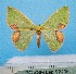  ( - BC ZSM Lep 92406)  @11 [ ] CreativeCommons - Attribution Non-Commercial Share-Alike (2016) SNSB, Staatliche Naturwissenschaftliche Sammlungen Bayerns ZSM (SNSB, Zoologische Staatssammlung Muenchen)