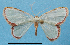  (Comostola turgescens - BC ZSM Lep 92408)  @11 [ ] CreativeCommons - Attribution Non-Commercial Share-Alike (2016) SNSB, Staatliche Naturwissenschaftliche Sammlungen Bayerns ZSM (SNSB, Zoologische Staatssammlung Muenchen)