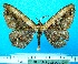  ( - BC ZSM Lep 92413)  @11 [ ] CreativeCommons - Attribution Non-Commercial Share-Alike (2016) SNSB, Staatliche Naturwissenschaftliche Sammlungen Bayerns ZSM (SNSB, Zoologische Staatssammlung Muenchen)