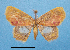 ( - BC ZSM Lep 92419)  @11 [ ] CreativeCommons - Attribution Non-Commercial Share-Alike (2016) SNSB, Staatliche Naturwissenschaftliche Sammlungen Bayerns ZSM (SNSB, Zoologische Staatssammlung Muenchen)