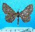  ( - BC ZSM Lep 92426)  @14 [ ] CreativeCommons - Attribution Non-Commercial Share-Alike (2016) SNSB, Staatliche Naturwissenschaftliche Sammlungen Bayerns ZSM (SNSB, Zoologische Staatssammlung Muenchen)