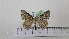  ( - BC ZSM Lep 92727)  @13 [ ] CreativeCommons - Attribution Non-Commercial Share-Alike (2016) SNSB, Staatliche Naturwissenschaftliche Sammlungen Bayerns ZSM (SNSB, Zoologische Staatssammlung Muenchen)