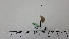  ( - BC ZSM Lep 92758)  @12 [ ] CreativeCommons - Attribution Non-Commercial Share-Alike (2016) SNSB, Staatliche Naturwissenschaftliche Sammlungen Bayerns ZSM (SNSB, Zoologische Staatssammlung Muenchen)