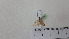  ( - BC ZSM Lep 92760)  @12 [ ] CreativeCommons - Attribution Non-Commercial Share-Alike (2016) SNSB, Staatliche Naturwissenschaftliche Sammlungen Bayerns ZSM (SNSB, Zoologische Staatssammlung Muenchen)