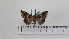  ( - BC ZSM Lep 92766)  @13 [ ] CreativeCommons - Attribution Non-Commercial Share-Alike (2016) SNSB, Staatliche Naturwissenschaftliche Sammlungen Bayerns ZSM (SNSB, Zoologische Staatssammlung Muenchen)
