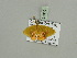  (Dargeia micheleae - BC ZSM Lep 93360)  @13 [ ] CreativeCommons - Attribution Non-Commercial Share-Alike (2016) SNSB, Staatliche Naturwissenschaftliche Sammlungen Bayerns ZSM (SNSB, Zoologische Staatssammlung Muenchen)