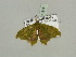  ( - BC ZSM Lep 93364)  @12 [ ] CreativeCommons - Attribution Non-Commercial Share-Alike (2016) SNSB, Staatliche Naturwissenschaftliche Sammlungen Bayerns ZSM (SNSB, Zoologische Staatssammlung Muenchen)
