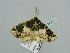 ( - BC ZSM Lep 93374)  @12 [ ] CreativeCommons - Attribution Non-Commercial Share-Alike (2016) SNSB, Staatliche Naturwissenschaftliche Sammlungen Bayerns ZSM (SNSB, Zoologische Staatssammlung Muenchen)