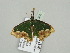  ( - BC ZSM Lep 93376)  @12 [ ] CreativeCommons - Attribution Non-Commercial Share-Alike (2016) SNSB, Staatliche Naturwissenschaftliche Sammlungen Bayerns ZSM (SNSB, Zoologische Staatssammlung Muenchen)