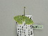  (Comostola simplexAH03Ca - BC ZSM Lep 93403)  @13 [ ] CreativeCommons - Attribution Non-Commercial Share-Alike (2016) SNSB, Staatliche Naturwissenschaftliche Sammlungen Bayerns ZSM (SNSB, Zoologische Staatssammlung Muenchen)