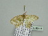  ( - BC ZSM Lep 93411)  @13 [ ] CreativeCommons - Attribution Non-Commercial Share-Alike (2016) SNSB, Staatliche Naturwissenschaftliche Sammlungen Bayerns ZSM (SNSB, Zoologische Staatssammlung Muenchen)