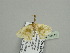  ( - BC ZSM Lep 93412)  @13 [ ] CreativeCommons - Attribution Non-Commercial Share-Alike (2016) SNSB, Staatliche Naturwissenschaftliche Sammlungen Bayerns ZSM (SNSB, Zoologische Staatssammlung Muenchen)