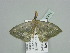  (Somatina subviridata - BC ZSM Lep 93414)  @14 [ ] CreativeCommons - Attribution Non-Commercial Share-Alike (2016) SNSB, Staatliche Naturwissenschaftliche Sammlungen Bayerns ZSM (SNSB, Zoologische Staatssammlung Muenchen)