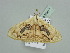  ( - BC ZSM Lep 93417)  @12 [ ] CreativeCommons - Attribution Non-Commercial Share-Alike (2016) SNSB, Staatliche Naturwissenschaftliche Sammlungen Bayerns ZSM (SNSB, Zoologische Staatssammlung Muenchen)