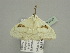  ( - BC ZSM Lep 93420)  @12 [ ] CreativeCommons - Attribution Non-Commercial Share-Alike (2016) SNSB, Staatliche Naturwissenschaftliche Sammlungen Bayerns ZSM (SNSB, Zoologische Staatssammlung Muenchen)