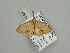  ( - BC ZSM Lep 93424)  @12 [ ] CreativeCommons - Attribution Non-Commercial Share-Alike (2016) SNSB, Staatliche Naturwissenschaftliche Sammlungen Bayerns ZSM (SNSB, Zoologische Staatssammlung Muenchen)