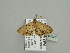  (Scopula perpunctataAH01Ca - BC ZSM Lep 93425)  @13 [ ] CreativeCommons - Attribution Non-Commercial Share-Alike (2016) SNSB, Staatliche Naturwissenschaftliche Sammlungen Bayerns ZSM (SNSB, Zoologische Staatssammlung Muenchen)