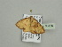  ( - BC ZSM Lep 93426)  @12 [ ] CreativeCommons - Attribution Non-Commercial Share-Alike (2016) SNSB, Staatliche Naturwissenschaftliche Sammlungen Bayerns ZSM (SNSB, Zoologische Staatssammlung Muenchen)