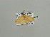  ( - BC ZSM Lep 93429)  @12 [ ] CreativeCommons - Attribution Non-Commercial Share-Alike (2016) SNSB, Staatliche Naturwissenschaftliche Sammlungen Bayerns ZSM (SNSB, Zoologische Staatssammlung Muenchen)