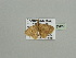  ( - BC ZSM Lep 93430)  @12 [ ] CreativeCommons - Attribution Non-Commercial Share-Alike (2016) SNSB, Staatliche Naturwissenschaftliche Sammlungen Bayerns ZSM (SNSB, Zoologische Staatssammlung Muenchen)