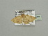  (Scopula AH03CaGh - BC ZSM Lep 93431)  @13 [ ] CreativeCommons - Attribution Non-Commercial Share-Alike (2016) SNSB, Staatliche Naturwissenschaftliche Sammlungen Bayerns ZSM (SNSB, Zoologische Staatssammlung Muenchen)