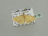  (Scopula AH06Ca - BC ZSM Lep 93435)  @13 [ ] CreativeCommons - Attribution Non-Commercial Share-Alike (2016) SNSB, Staatliche Naturwissenschaftliche Sammlungen Bayerns ZSM (SNSB, Zoologische Staatssammlung Muenchen)