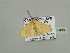  (Scopula recurvataAH01Ca - BC ZSM Lep 93436)  @12 [ ] CreativeCommons - Attribution Non-Commercial Share-Alike (2016) SNSB, Staatliche Naturwissenschaftliche Sammlungen Bayerns ZSM (SNSB, Zoologische Staatssammlung Muenchen)