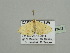 (Scopula AH06CaGh - BC ZSM Lep 93437)  @13 [ ] CreativeCommons - Attribution Non-Commercial Share-Alike (2016) SNSB, Staatliche Naturwissenschaftliche Sammlungen Bayerns ZSM (SNSB, Zoologische Staatssammlung Muenchen)