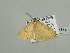 (Scopula AH07Ca - BC ZSM Lep 93438)  @13 [ ] CreativeCommons - Attribution Non-Commercial Share-Alike (2016) SNSB, Staatliche Naturwissenschaftliche Sammlungen Bayerns ZSM (SNSB, Zoologische Staatssammlung Muenchen)