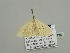  (Scopula AH08Ca - BC ZSM Lep 93439)  @13 [ ] CreativeCommons - Attribution Non-Commercial Share-Alike (2016) SNSB, Staatliche Naturwissenschaftliche Sammlungen Bayerns ZSM (SNSB, Zoologische Staatssammlung Muenchen)