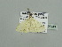  (Scopula argyroleuca - BC ZSM Lep 93443)  @13 [ ] CreativeCommons - Attribution Non-Commercial Share-Alike (2016) SNSB, Staatliche Naturwissenschaftliche Sammlungen Bayerns ZSM (SNSB, Zoologische Staatssammlung Muenchen)