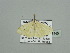  (Scopula subperlaria - BC ZSM Lep 93445)  @13 [ ] CreativeCommons - Attribution Non-Commercial Share-Alike (2016) SNSB, Staatliche Naturwissenschaftliche Sammlungen Bayerns ZSM (SNSB, Zoologische Staatssammlung Muenchen)