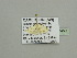  ( - BC ZSM Lep 93450)  @12 [ ] CreativeCommons - Attribution Non-Commercial Share-Alike (2016) SNSB, Staatliche Naturwissenschaftliche Sammlungen Bayerns ZSM (SNSB, Zoologische Staatssammlung Muenchen)