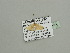  ( - BC ZSM Lep 93454)  @12 [ ] CreativeCommons - Attribution Non-Commercial Share-Alike (2016) SNSB, Staatliche Naturwissenschaftliche Sammlungen Bayerns ZSM (SNSB, Zoologische Staatssammlung Muenchen)